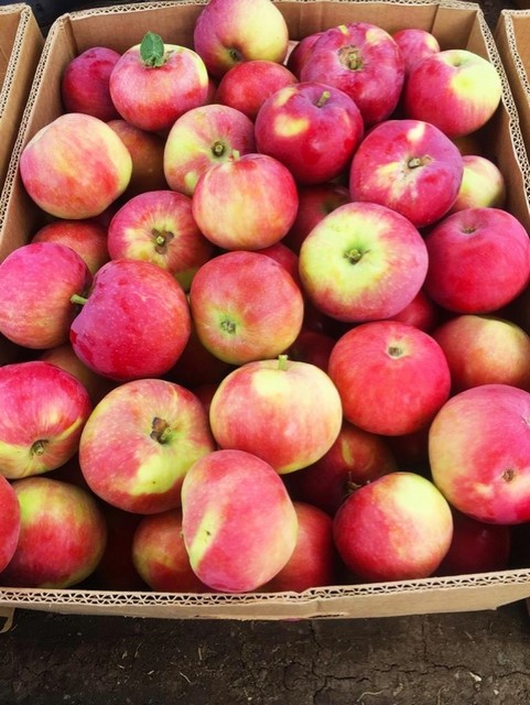 В Баксаненке собирают яблоки