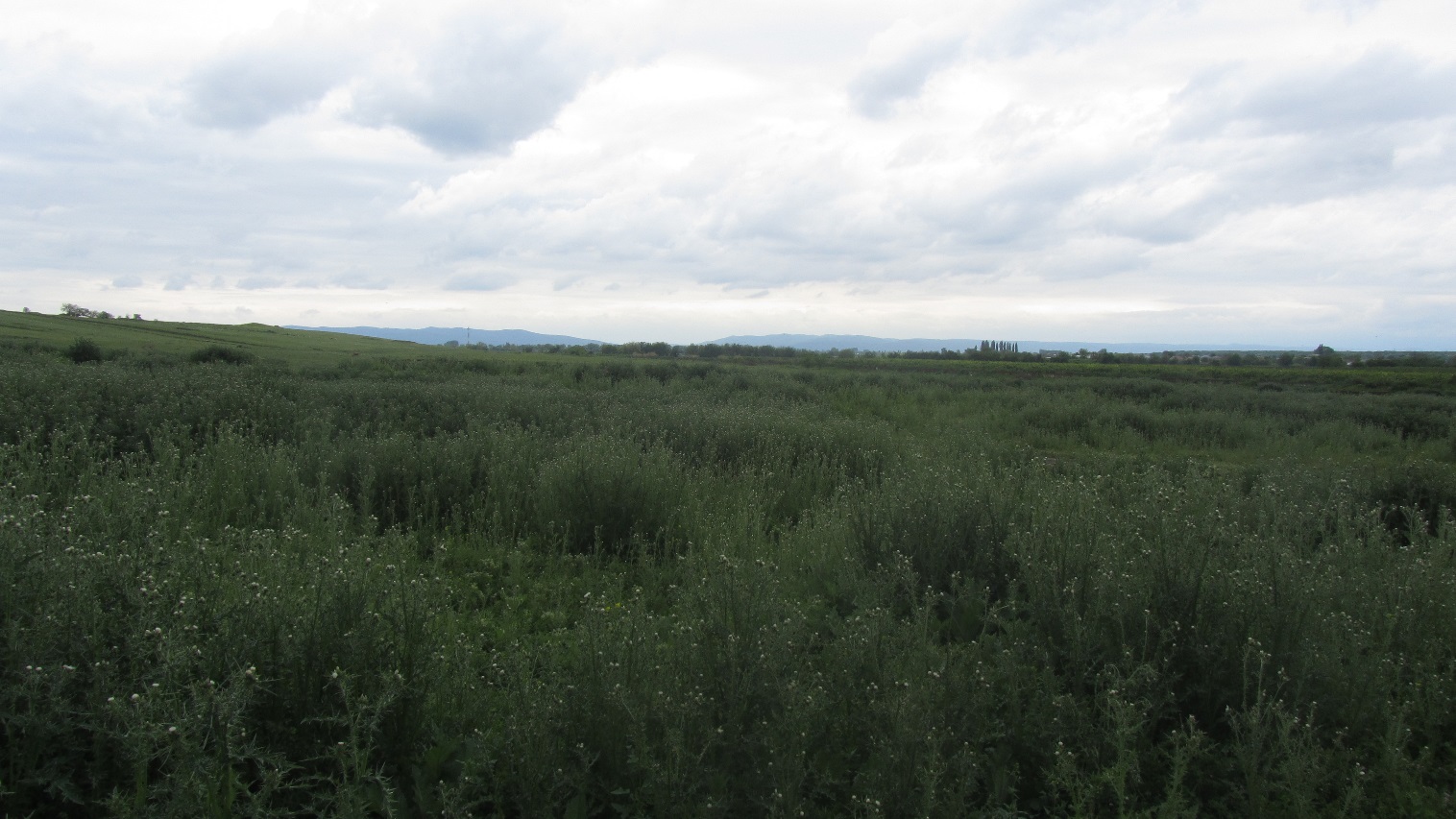 Управление Россельхознадзора выявило зарастание участка сельскохозяйственного назначения