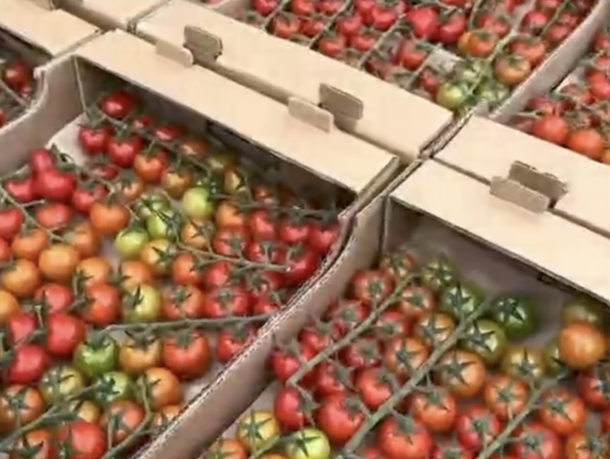 В Чегеме выращивают коктейльные томаты 