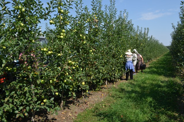 В Баксанском районе ожидают рекордный урожай яблок