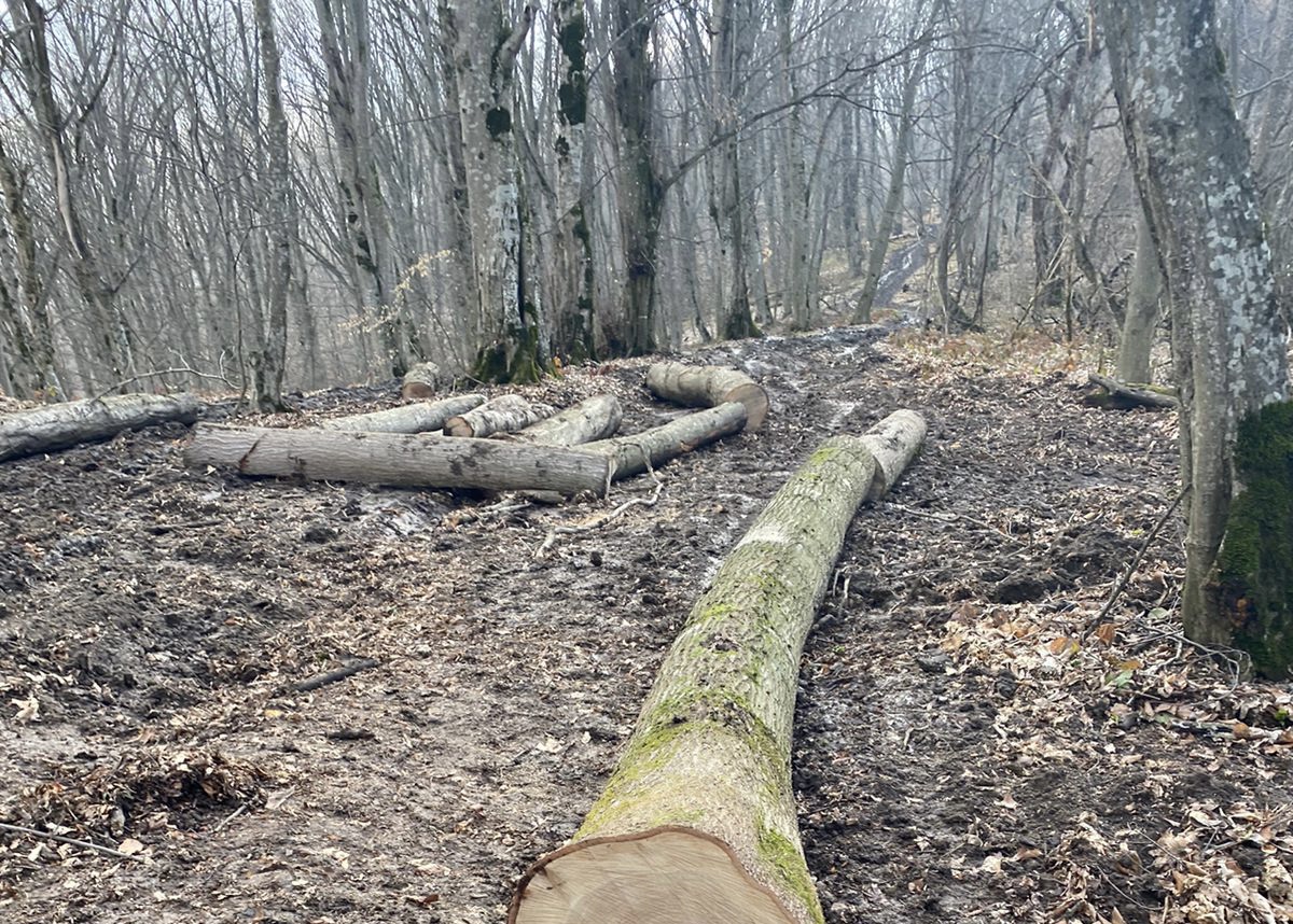 В Кабардино-Балкарии возбуждено уголовное дело о незаконной рубке 39 деревьев