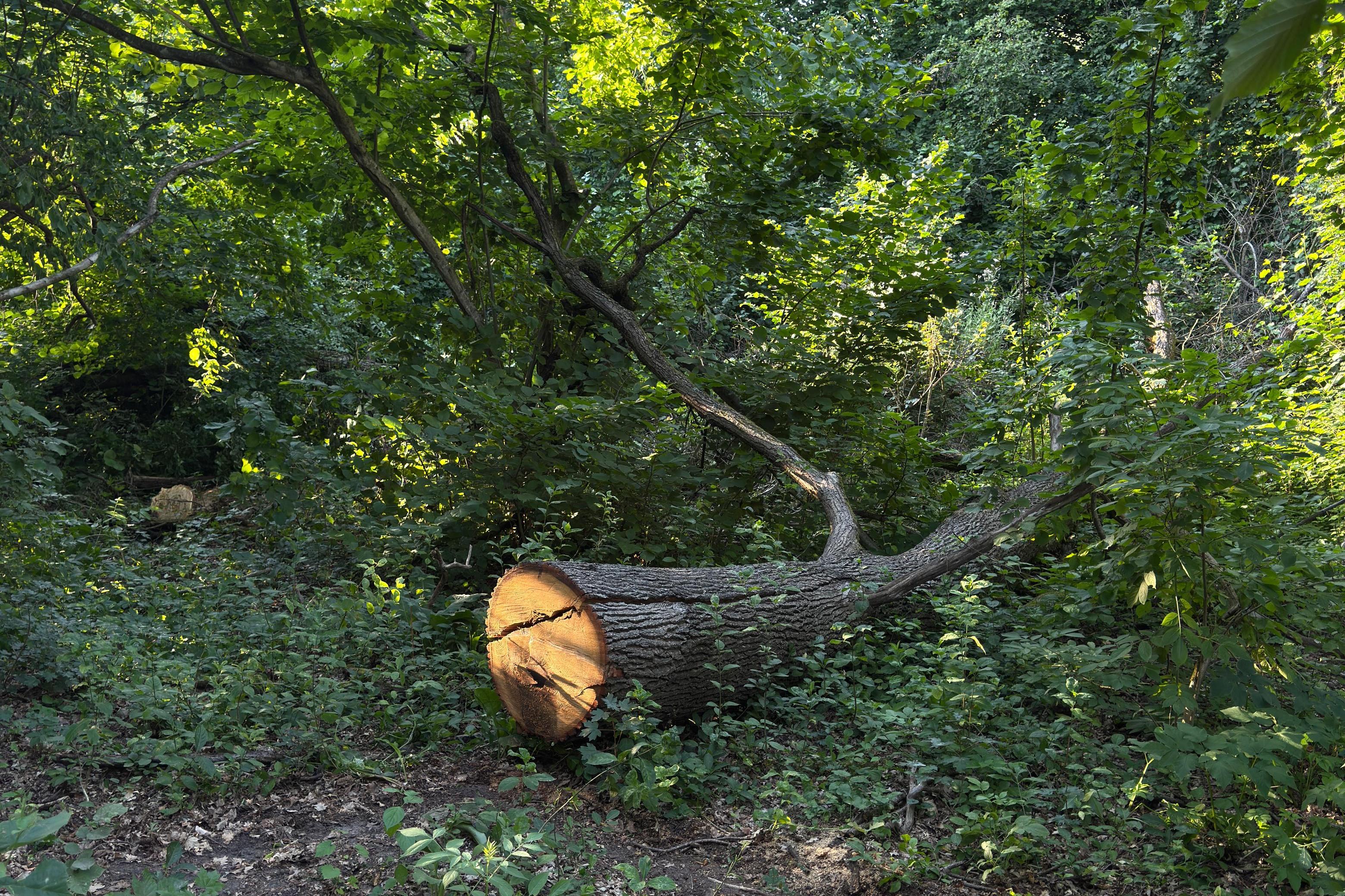 Житель Кабардино-Балкарии незаконно спилил 14 дубов с ущербом в 30 млн рублей  