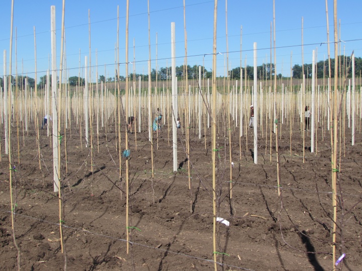 В КБР заложено 350 гектаров новых садов