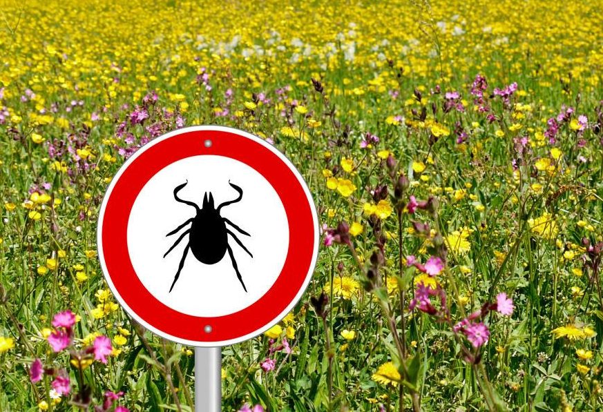 В КБР активность клещей еще не закончилась