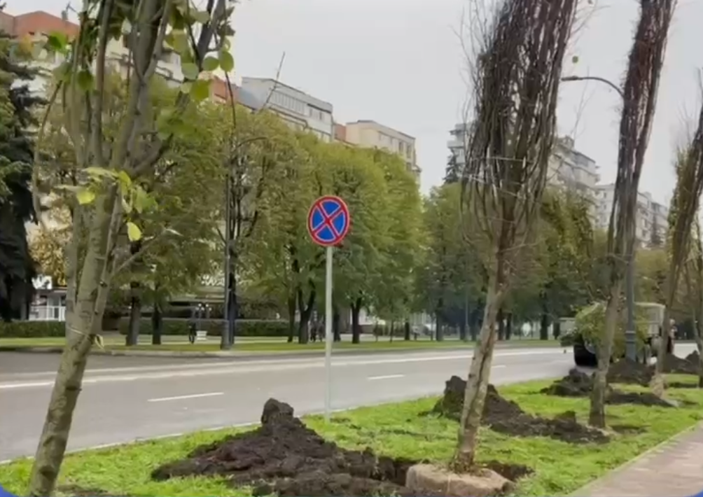 На улицах Нальчика высадили липы и туи 