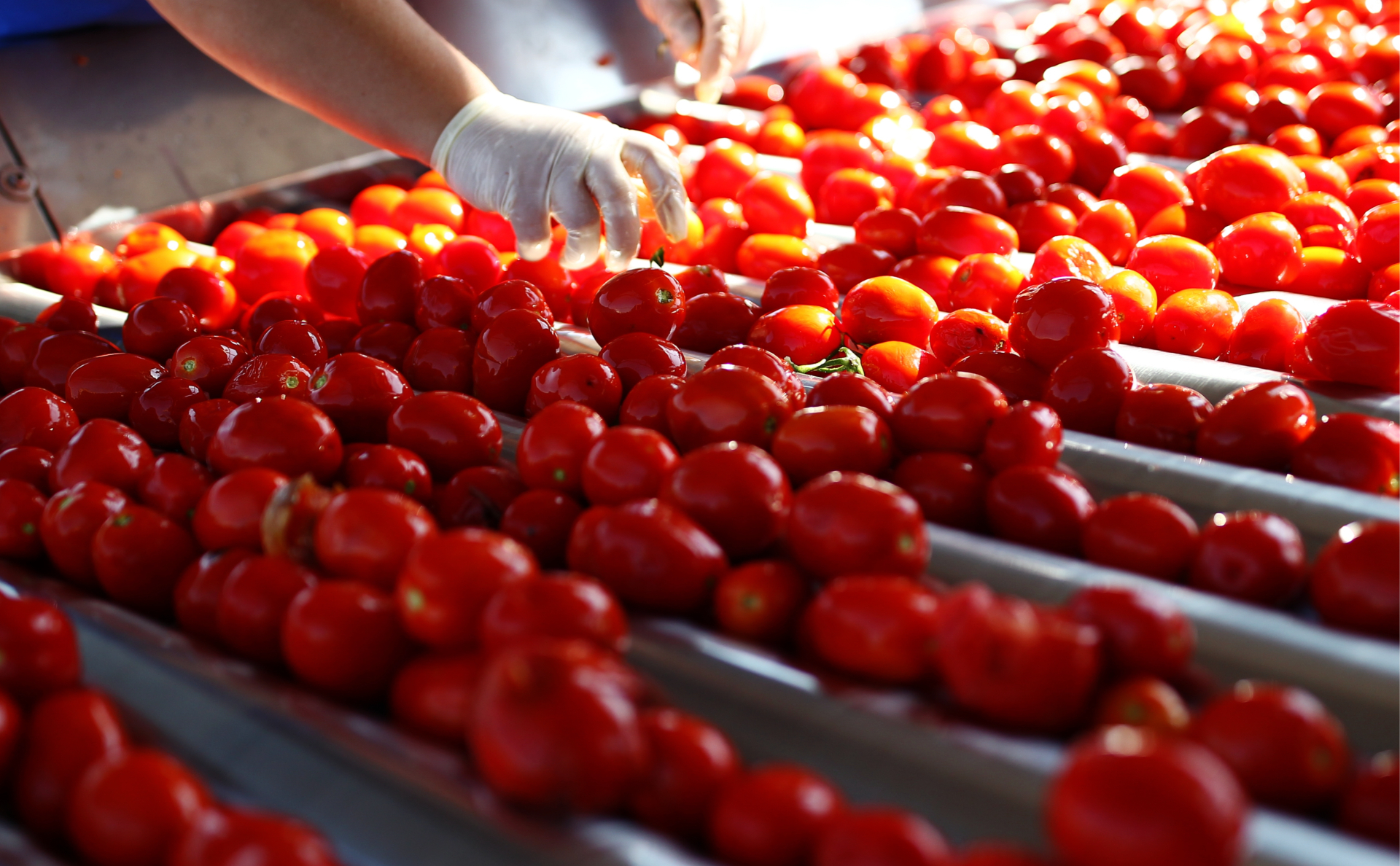 В Кабардино-Балкарии консервные заводы приступили к переработке томатов 