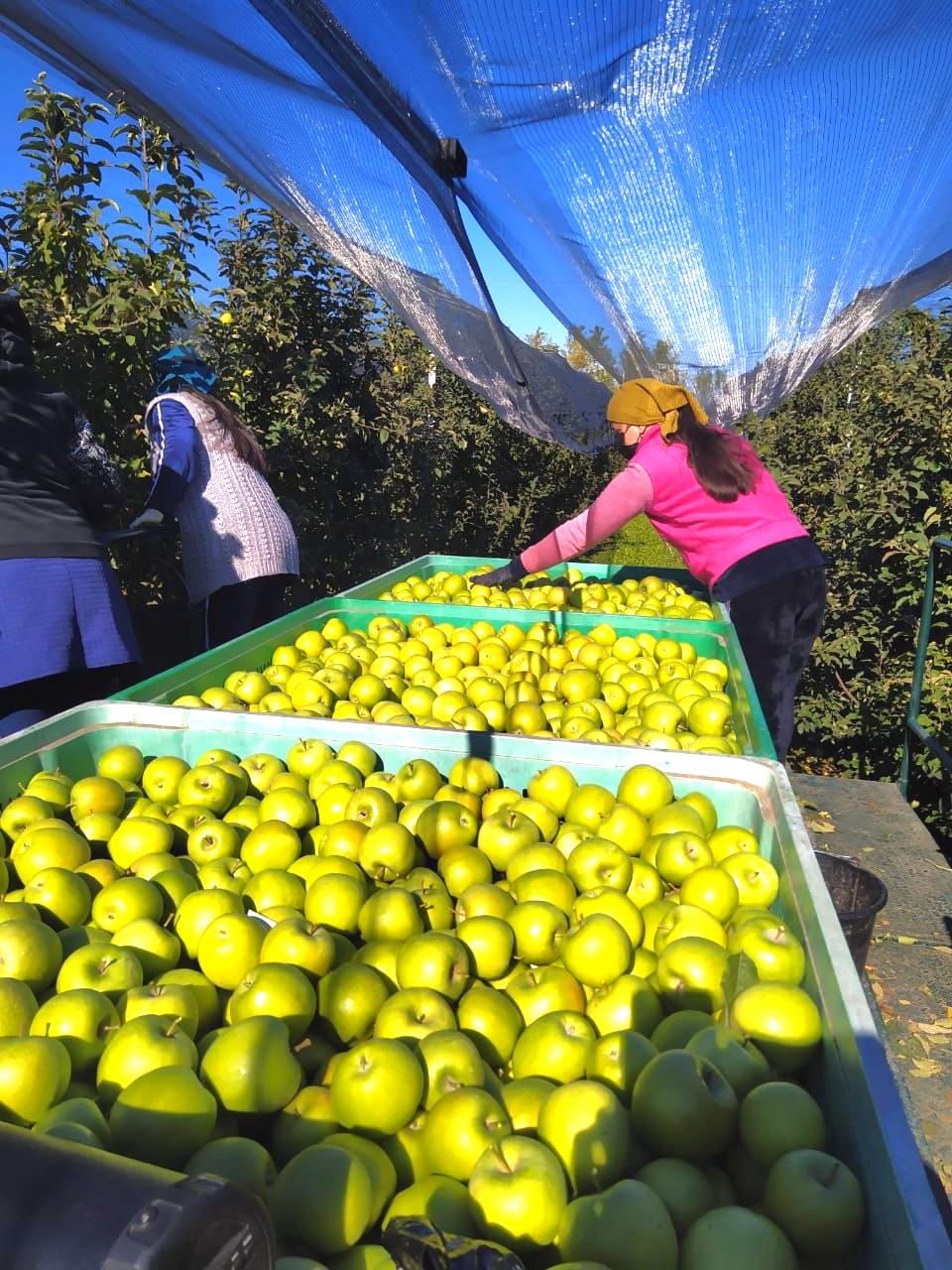 В Баксанском районе собирают «Голден»