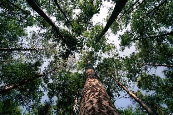 В КБР доход от использования леса вырос на 10 процентов