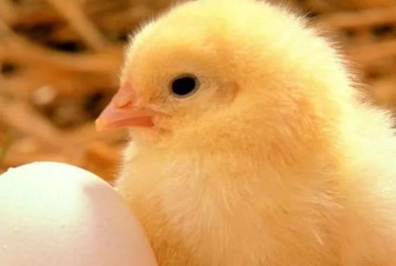 В КБР растет производство продуктов животноводства  