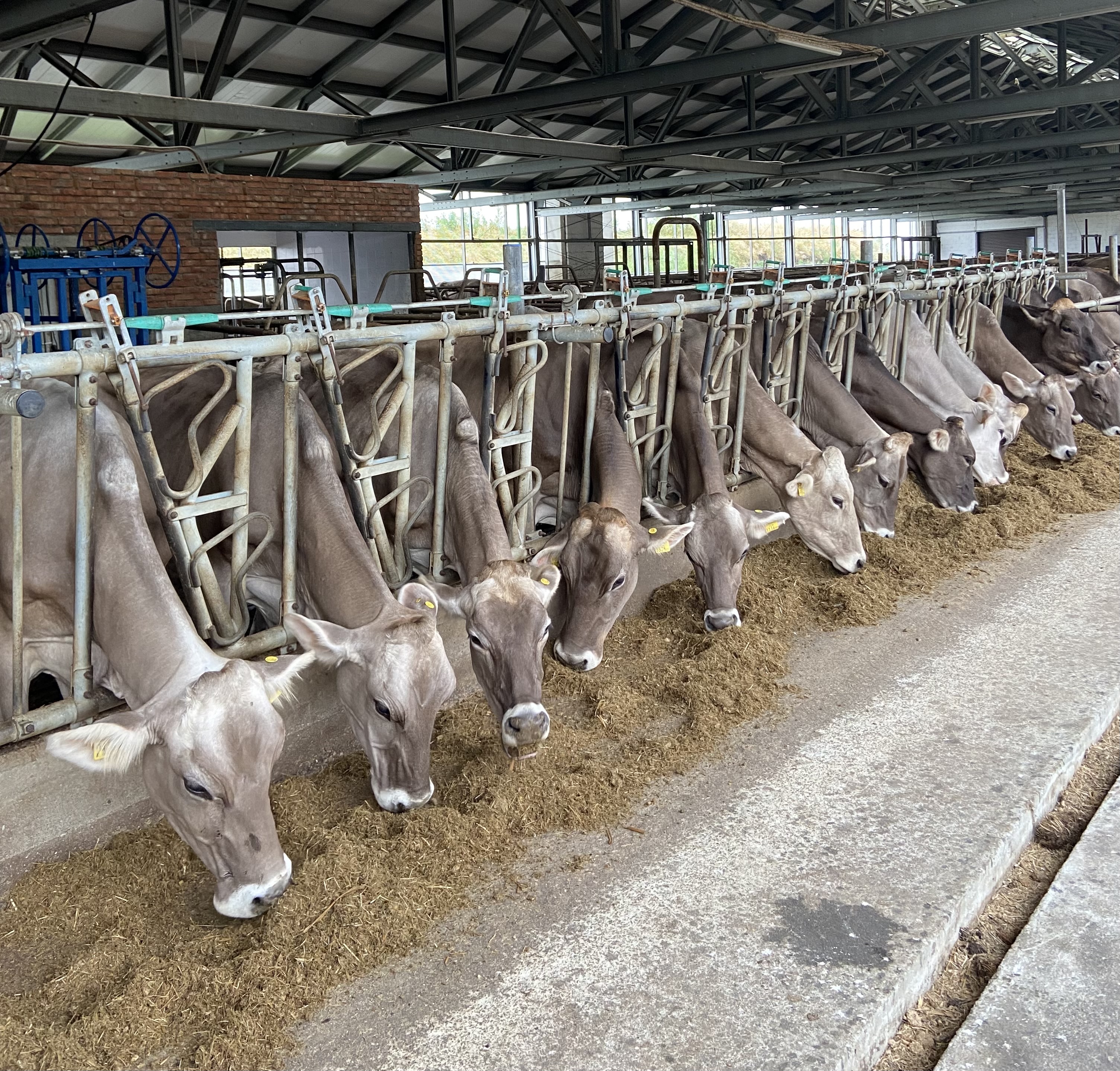 В Кабардино-Балкарии увеличилось количество племенных хозяйств