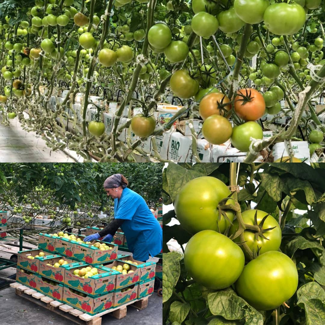 В Баксанском районе собирают высокий урожай томатов