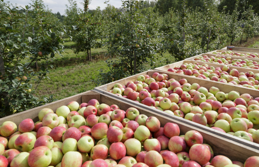 В прошедшем году в Кабардино-Балкарии собрали более миллиона тонн яблок  