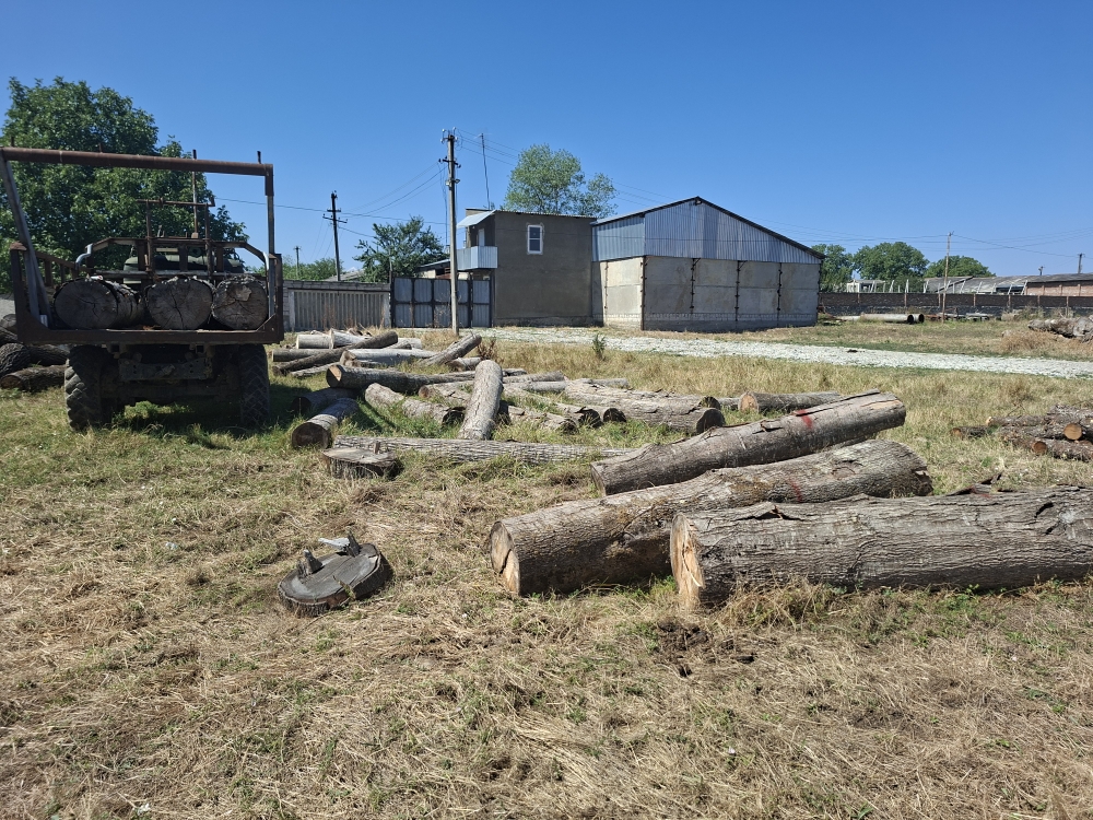 Жители Кабардино-Балкарии незаконно спилили шесть красных дубов