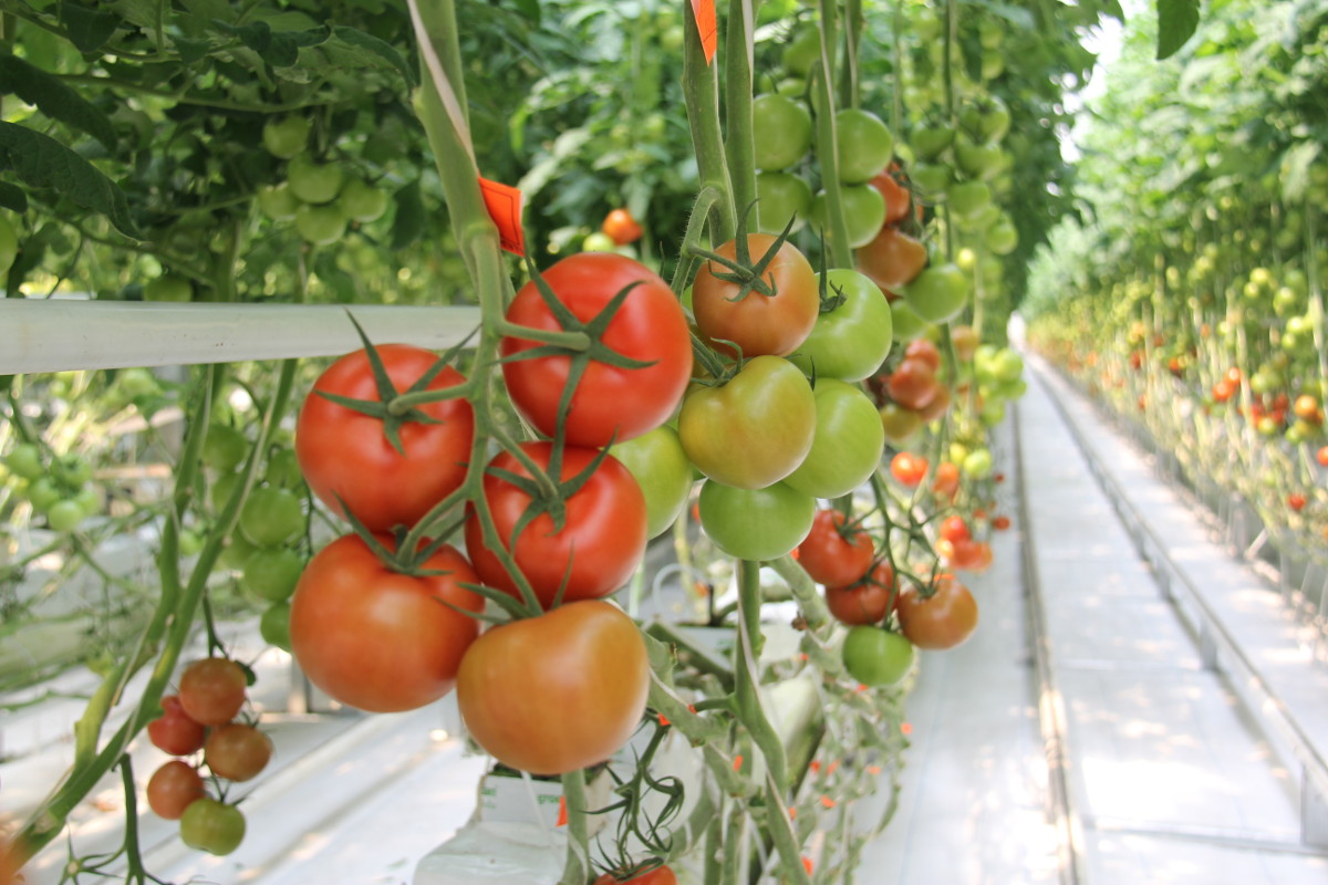 В Чегемском районе строят тепличный комплекс