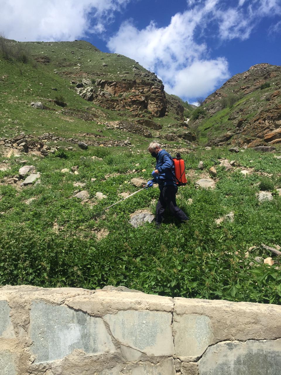 В Черекском районе уничтожили пять тонн дикорастущей конопли