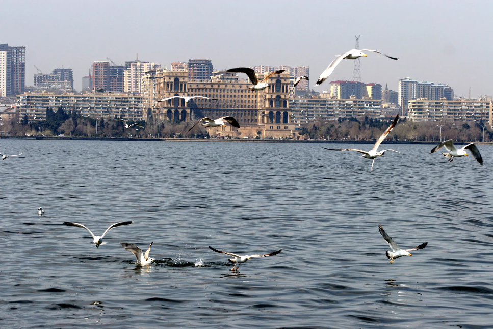 Проект защиты природы Каспийского моря разрабатывается в рамках десятилетия ООН