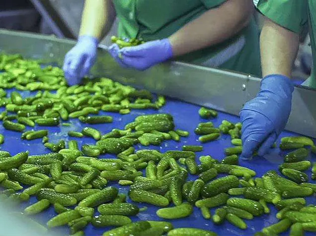 Консервные заводы Кабардино-Балкарии начали переработку огурцов