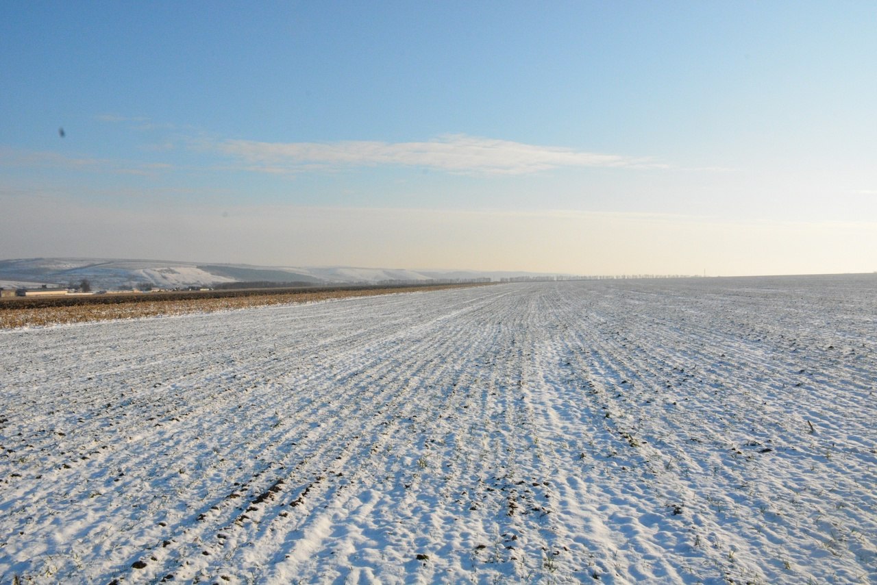 Жизнеспособность озимых оценили в Россельхозцентре республики