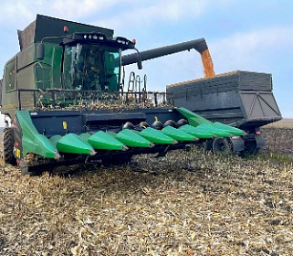 Кукуруза на зерно