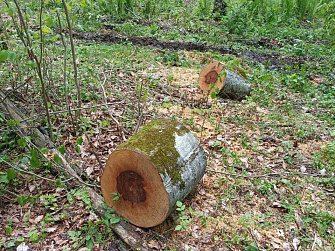 Житель Ташлы-Талы незаконно спилил ценное дерево
