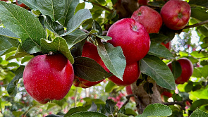 В Баксанском районе созрели яблоки