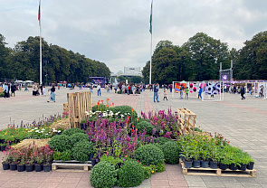 Фестиваль цветов проходит на Площади Согласия в Нальчике