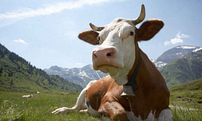 В январе Кабардино-Балкарская Республика направила в страны Таможенного союза 15 тонн молочной продукции   