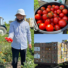 В Баксанском районе начался сбор томатов